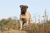 BULLMASTIFF 154